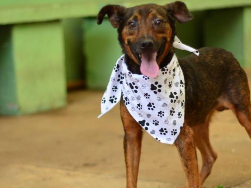 LINO - CÃO PORTE MÉDIO MARROM E PRETO