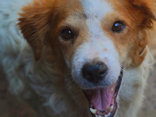 CHAVES - CÃO PORTE MÉDIO BRANCO E MARROM PELAGEM MÉDIA