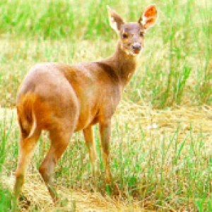 Veado Catingueiro 