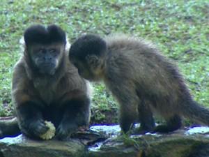 Precariedade e reformas fecham zoos nas regiões de Campinas e Piracicaba