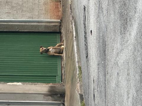 Caramelo porte pequeno encontrado na Região do Parque Eldorado em Campinas, com coleira preta