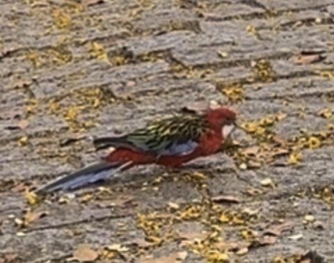 Encontrado pássaro vermelho (Rosela) - Campinas