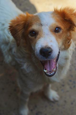 CHAVES - CÃO PORTE MÉDIO BRANCO E MARROM PELAGEM MÉDIA