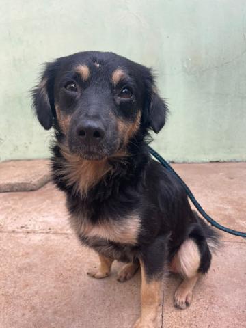 REZENDE - CACHORRO AMARELO E PRETO