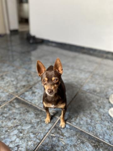 Pinscher cor marrom escuro e olhos cor de mel 